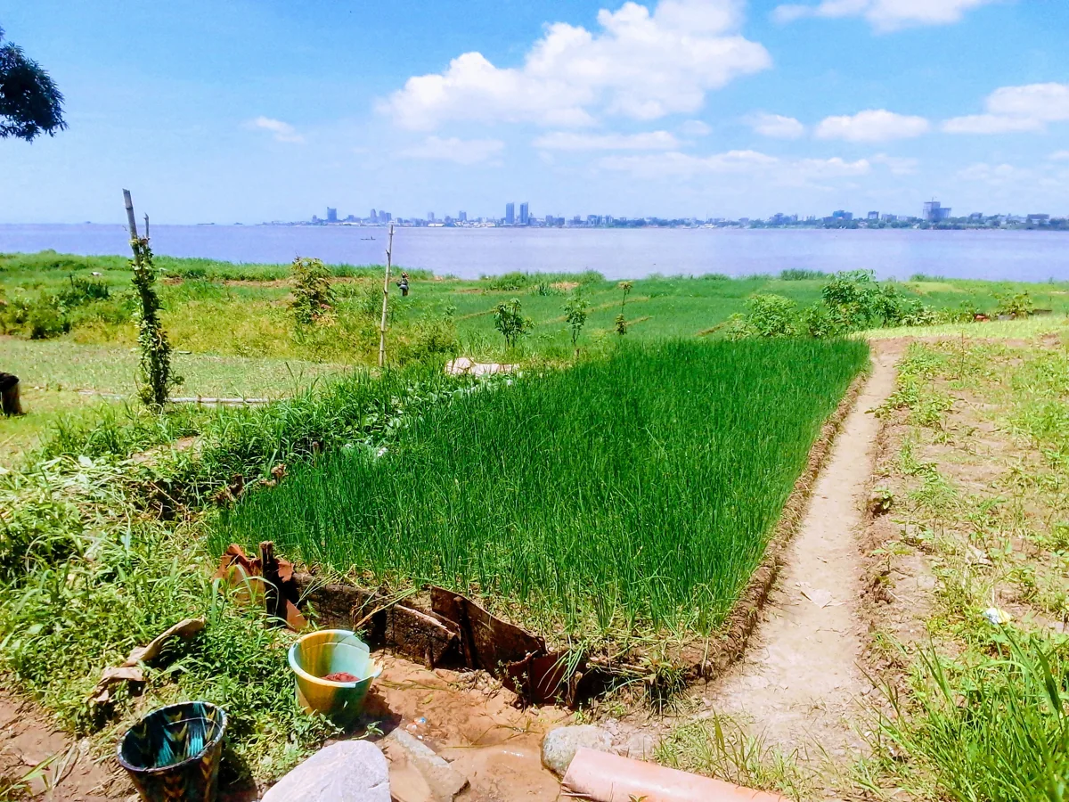 Cultures maraîchères au bord du fleuve à Brazzaville